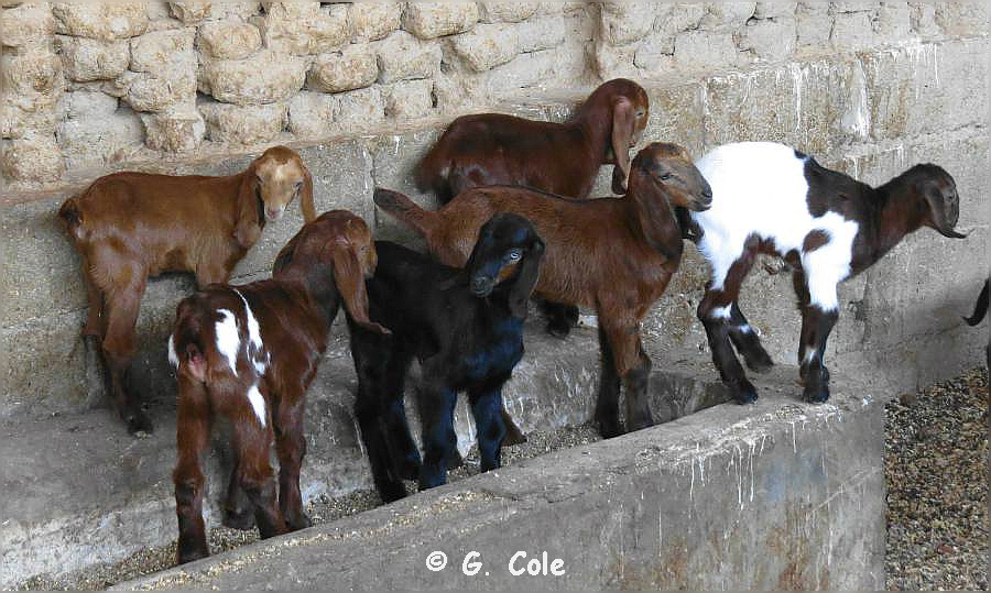 El Gouna Farm 159